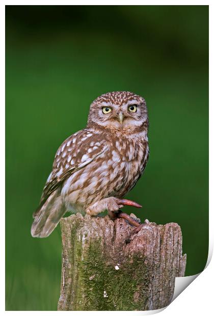 Little Owl with Worm Print by Arterra 
