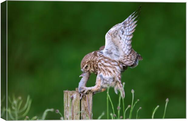 Little Owl Landing with Mouse on Post Canvas Print by Arterra 