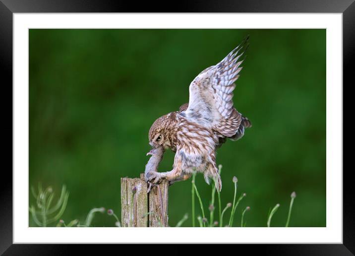 Little Owl Landing with Mouse on Post Framed Mounted Print by Arterra 