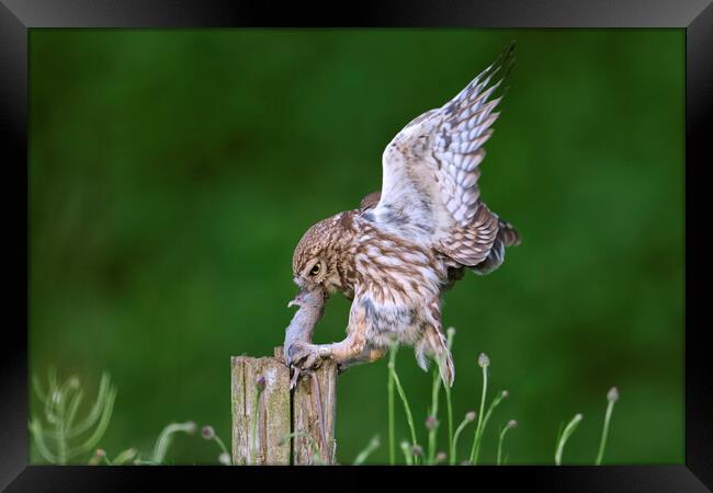 Little Owl Landing with Mouse on Post Framed Print by Arterra 