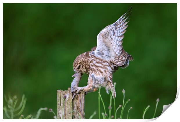 Little Owl Landing with Mouse on Post Print by Arterra 