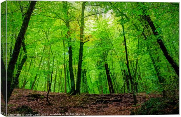 The green beech forest - C1510-3231-PIN Canvas Print by Jordi Carrio