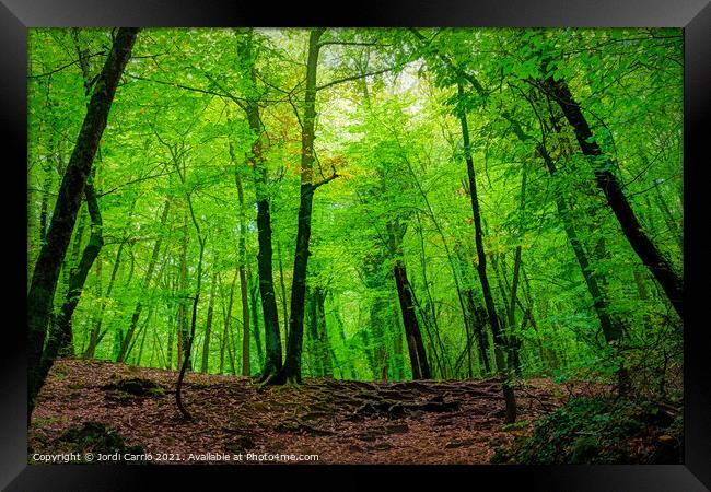 The green beech forest - C1510-3231-PIN Framed Print by Jordi Carrio