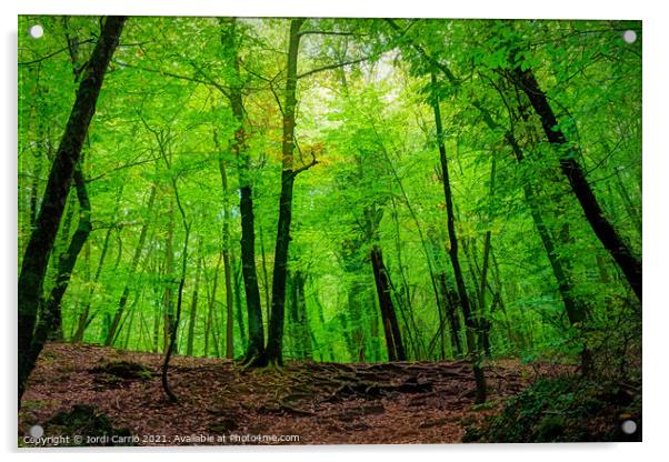 The green beech forest - C1510-3231-PIN Acrylic by Jordi Carrio