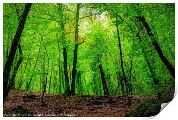 The green beech forest - C1510-3231-PIN Print by Jordi Carrio