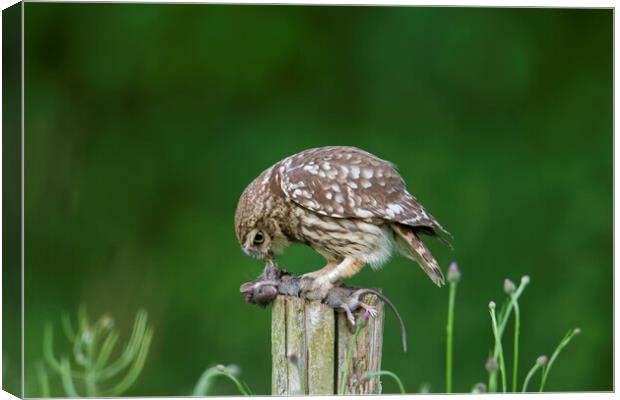 Little Owl Eating Mouse Canvas Print by Arterra 