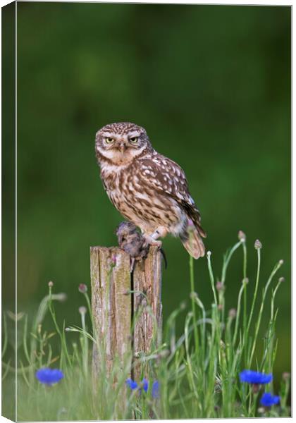 Little Owl with Mouse on Fence Post Canvas Print by Arterra 