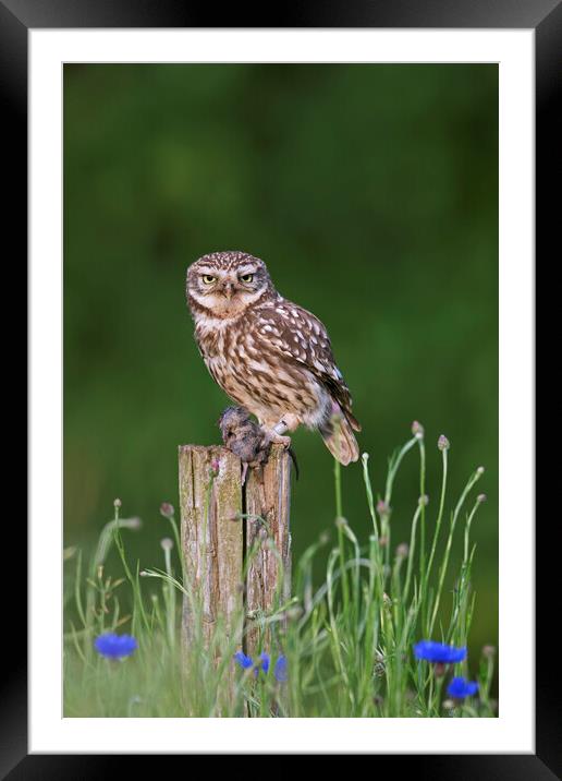 Little Owl with Mouse on Fence Post Framed Mounted Print by Arterra 