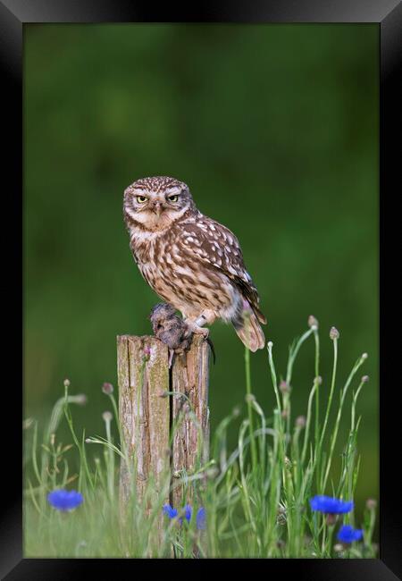 Little Owl with Mouse on Fence Post Framed Print by Arterra 