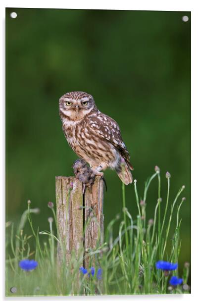 Little Owl with Mouse on Fence Post Acrylic by Arterra 