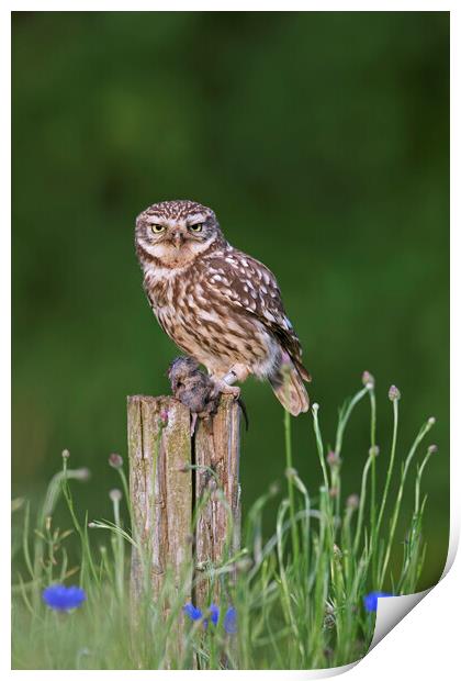 Little Owl with Mouse on Fence Post Print by Arterra 