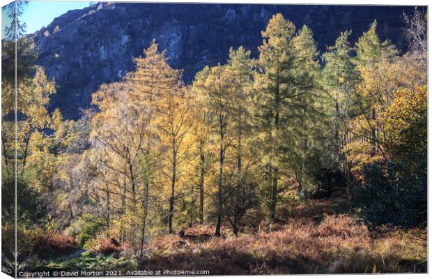 Autumn Trees in the Lake District Canvas Print by David Morton