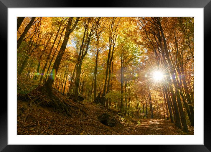 Autumn sun warmly shining through the trees. Framed Mounted Print by Andrea Obzerova