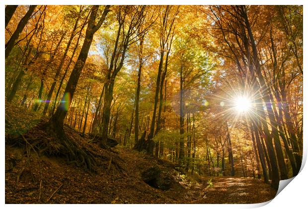 Autumn sun warmly shining through the trees. Print by Andrea Obzerova