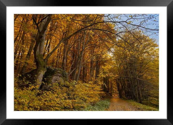 Autumn forest background. Colorful woodland. Framed Mounted Print by Andrea Obzerova