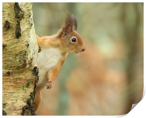 Red Squirrel Print by Macrae Images