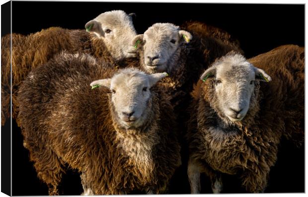 Herdwick Sheep Canvas Print by Colin Allen