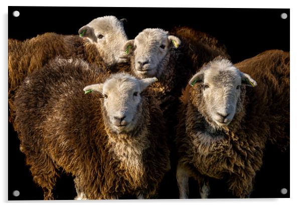 Herdwick Sheep Acrylic by Colin Allen