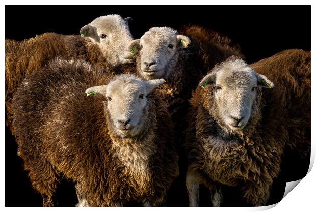 Herdwick Sheep Print by Colin Allen