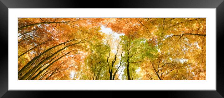 Autumn banner. Multicolored treetops. Framed Mounted Print by Andrea Obzerova