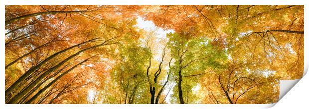 Autumn banner. Multicolored treetops. Print by Andrea Obzerova