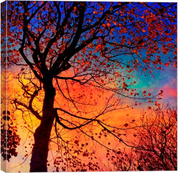 Sycamore Tree Silhouette Canvas Print by Anne Macdonald