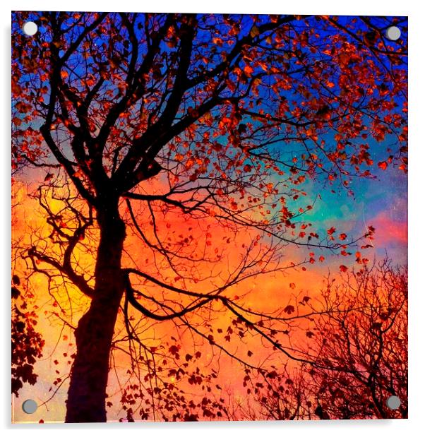 Sycamore Tree Silhouette Acrylic by Anne Macdonald
