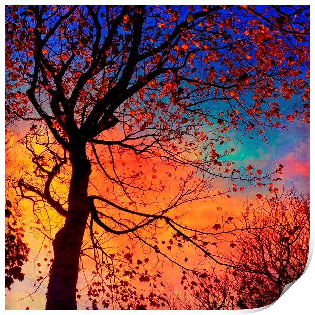 Sycamore Tree Silhouette Print by Anne Macdonald