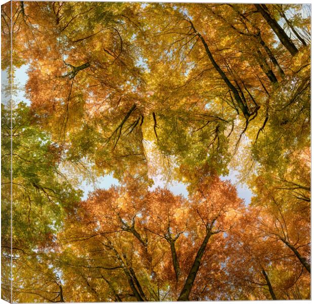 Autumn forest background. Multicolored treetops.  Canvas Print by Andrea Obzerova