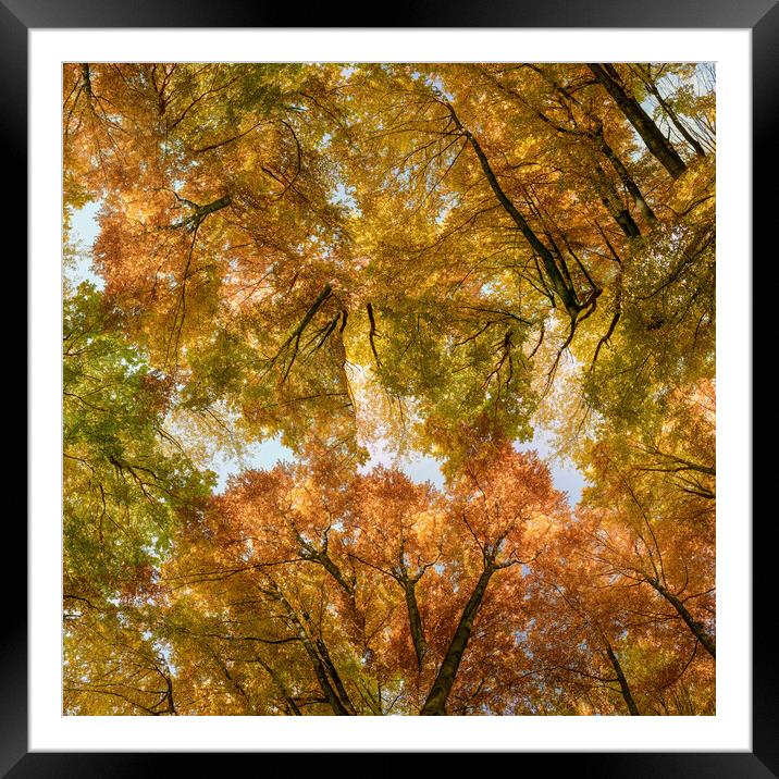 Autumn forest background. Multicolored treetops.  Framed Mounted Print by Andrea Obzerova