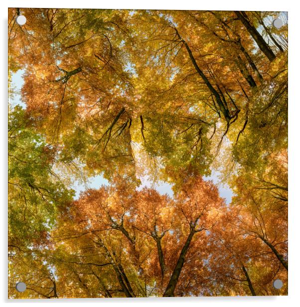 Autumn forest background. Multicolored treetops.  Acrylic by Andrea Obzerova