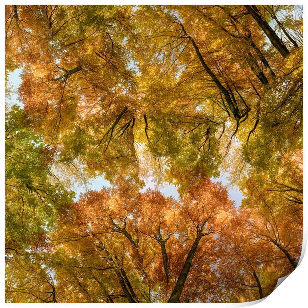 Autumn forest background. Multicolored treetops.  Print by Andrea Obzerova