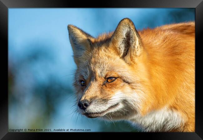 Red Fox in beautiful sun light Framed Print by Fiona Etkin