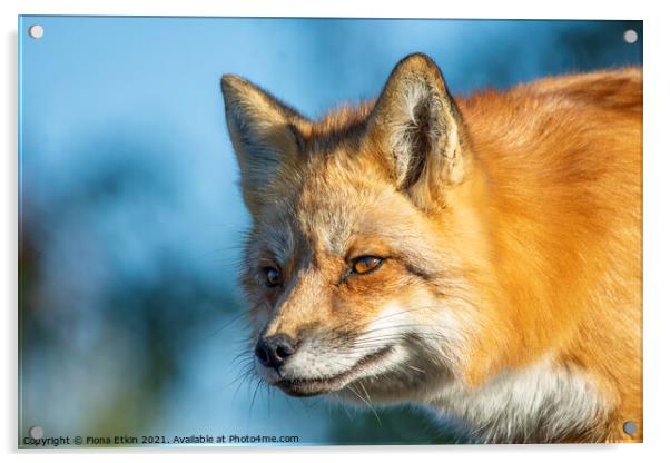 Red Fox in beautiful sun light Acrylic by Fiona Etkin