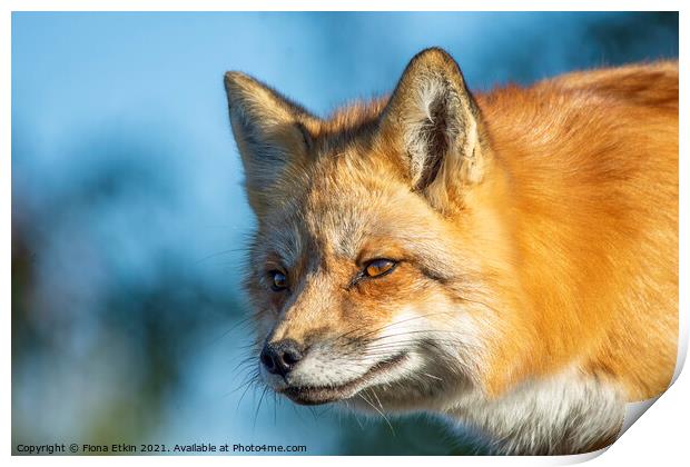 Red Fox in beautiful sun light Print by Fiona Etkin