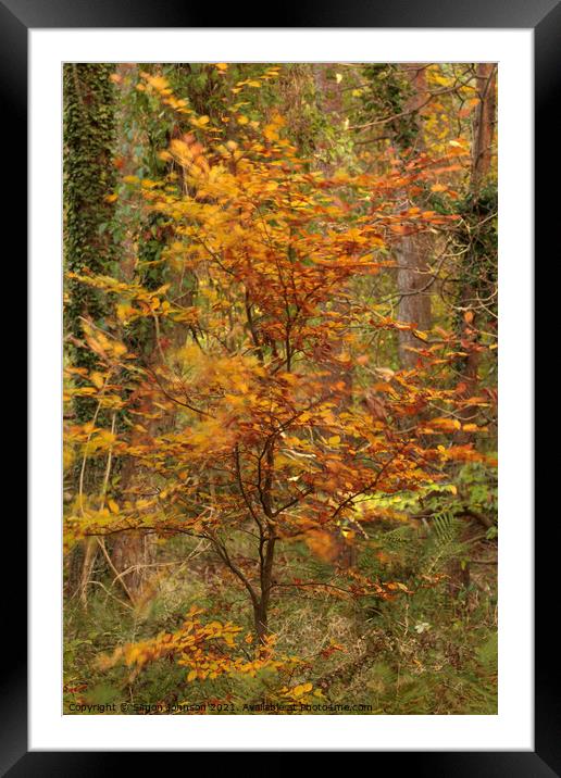 wind blown Beech tree Framed Mounted Print by Simon Johnson