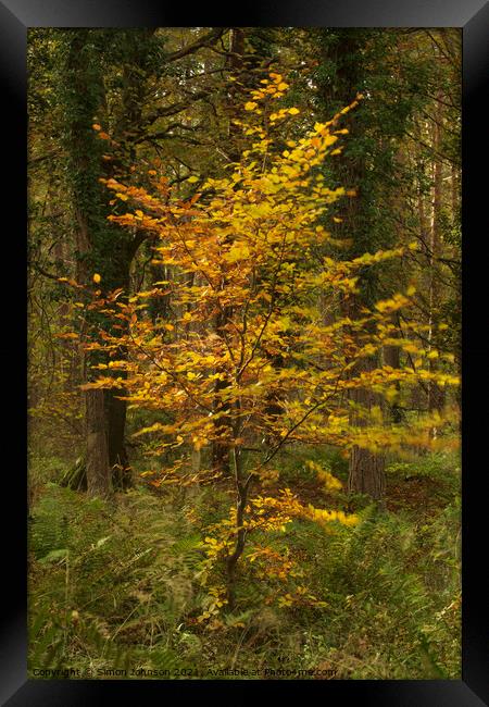 sunlit Beech tree Framed Print by Simon Johnson