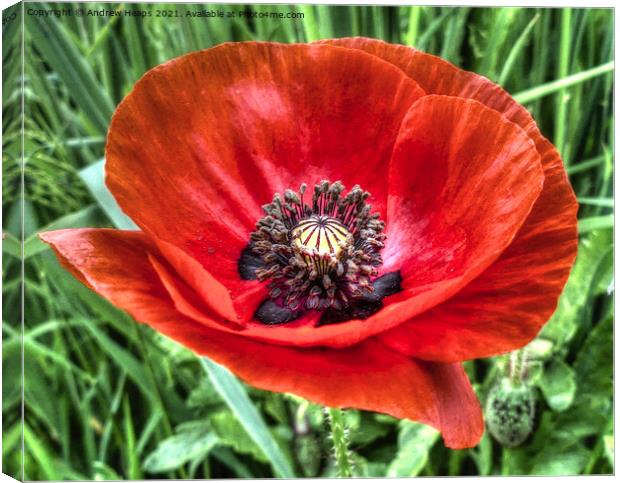 Poppy flower head in HDR Canvas Print by Andrew Heaps