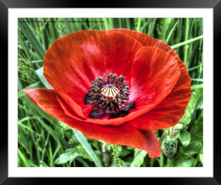 Poppy flower head in HDR Framed Mounted Print by Andrew Heaps