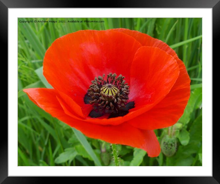 Poppy flower head for remembrance. Framed Mounted Print by Andrew Heaps