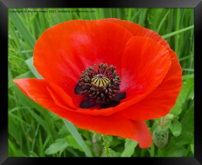 Poppy flower head for remembrance. Framed Print by Andrew Heaps