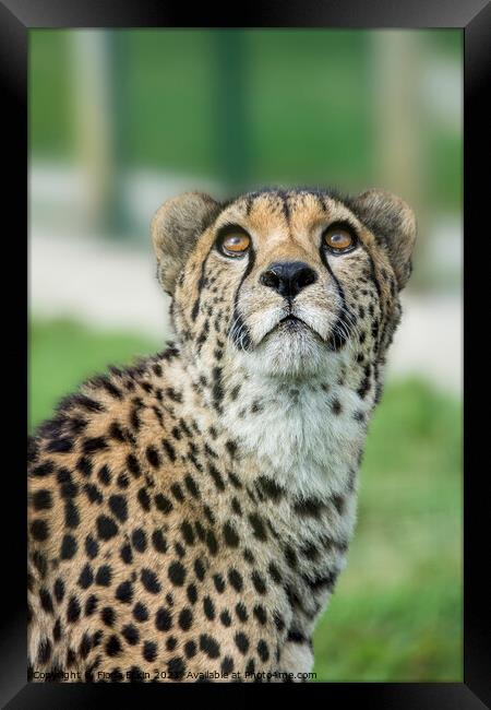 Cheetah caught in an upward gaze Framed Print by Fiona Etkin