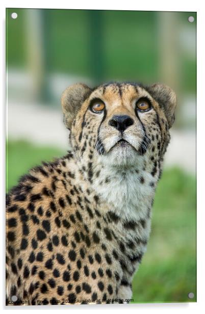 Cheetah caught in an upward gaze Acrylic by Fiona Etkin