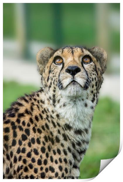 Cheetah caught in an upward gaze Print by Fiona Etkin