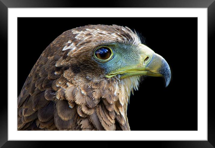 Harris's Hawk close up portrait Framed Mounted Print by Fiona Etkin