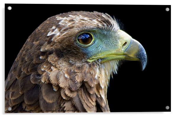 Harris's Hawk close up portrait Acrylic by Fiona Etkin