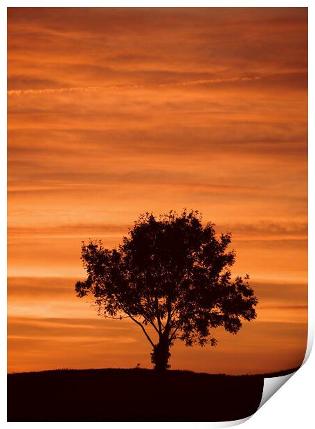 Sky cloud and tree Print by Simon Johnson