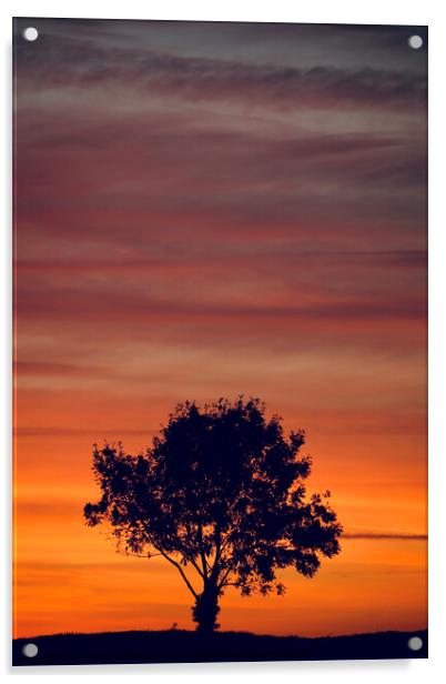 sunset clouds  and tree Silhouette   Acrylic by Simon Johnson