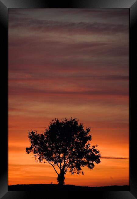 sunset sky and tree silhouette  Framed Print by Simon Johnson