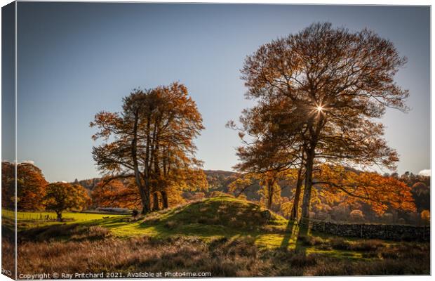 Autumn Trees at Rydal Canvas Print by Ray Pritchard